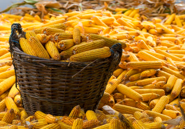 玉米供求關(guān)系影響著價(jià)格，2022年我國玉米播種面積和產(chǎn)量或?qū)⒊掷m(xù)增加(圖1)