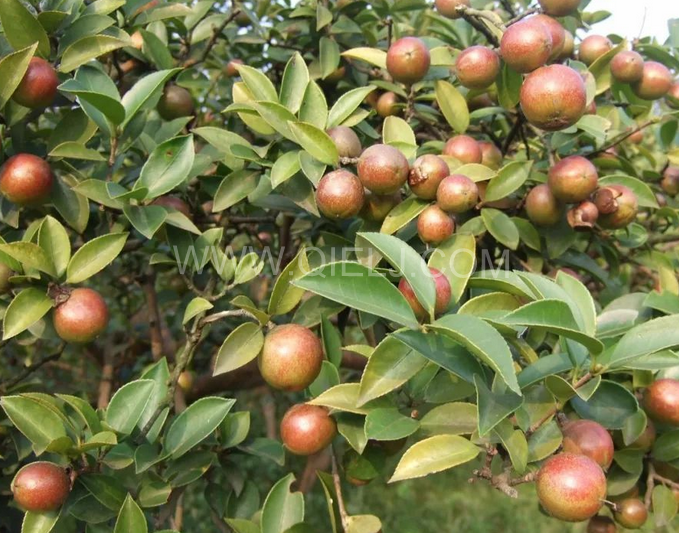 茶籽油壓榨設(shè)備認(rèn)準(zhǔn)企鵝機(jī)械，性能穩(wěn)定操作便利(圖1)