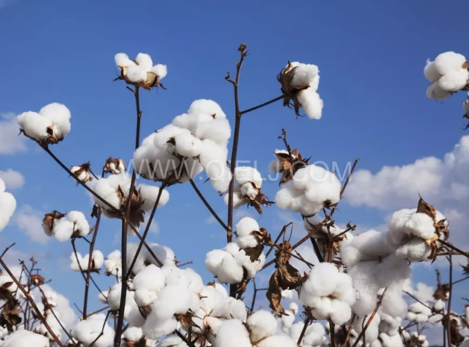 棉籽油精煉設(shè)備，充分脫離棉酚生產(chǎn)健康營養(yǎng)油(圖1)